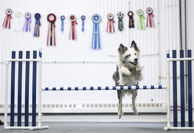 Seven, a deaf All Canadian rescue dog, leaps over a bar at Nova Dog Sport in Halifax on Thursday, July 7, 2016. 