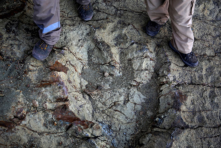 The footprint of the abelisaurus found in Bolivia.