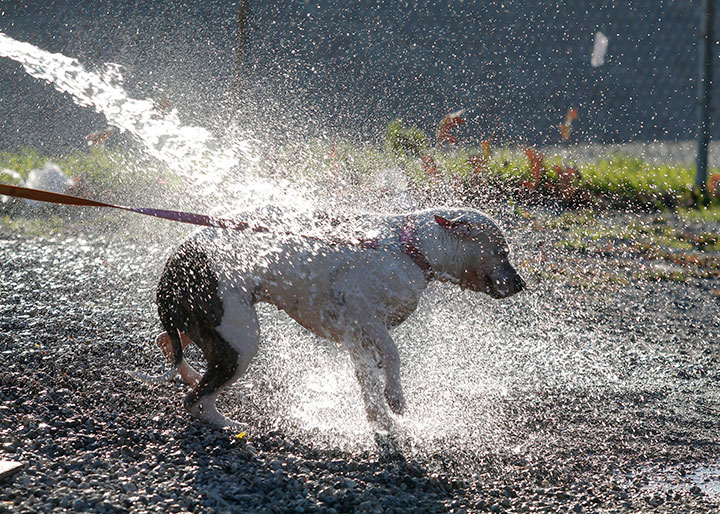 It’s important to cool down your dog on hot summer days.
