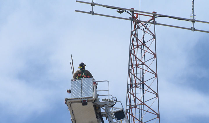 A tangled falcon was rescued Friday by crew members with the Saskatoon Fire Department.