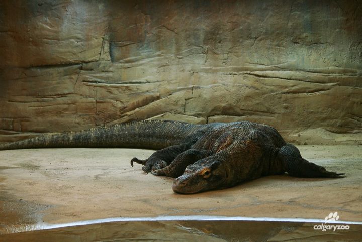 Komodo dragon Loka