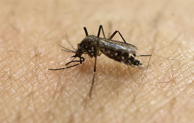 The August long-weekend marks the peak of West Nile season in Saskatchewan with mosquitoes carrying the virus detected in Saskatoon traps.