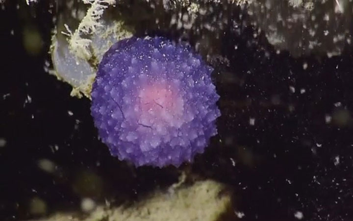 The purple orb researchers discovered off the coast of California.