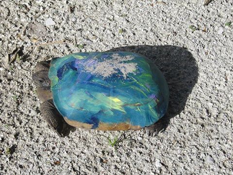 Officials at the Florida Fish and Wildlife Conservation Commission say that painting turtles and tortoises is illegal. The paint hurts the animals’ well-being in many ways.