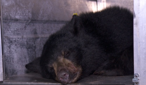 Cub now in Critter Care rehab facility. 