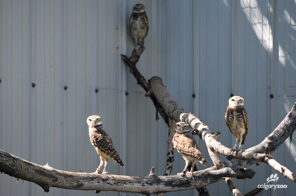 Burrowing owl