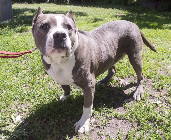 A pitbull named Athena goes for a walk at the SPCA, Tuesday, June 14, 2016 in Montreal.