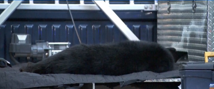 10-year-old girl mauled by bear in Port Coquitlam - image