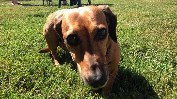 Pet owners in Regina may have a couple more options when it comes to walking their dogs this summer as the city plans on adding two more off-leash dog parks.