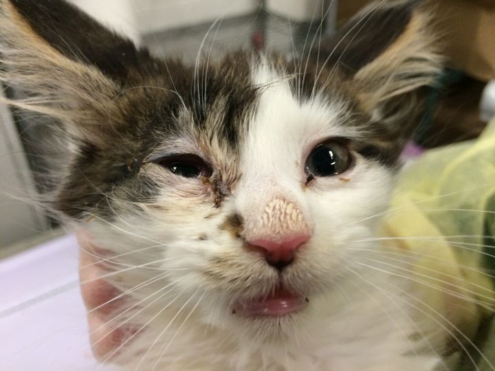 One of the dozens of Maine Coon cats seized from an alleged animal hoarder in Calgary.