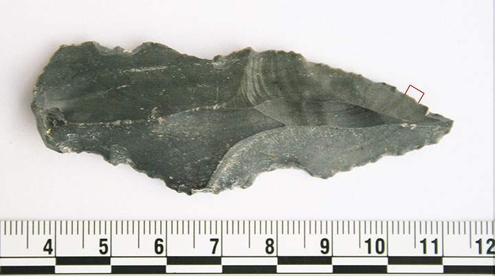 One of the blades that tested positive for rhino residue.
