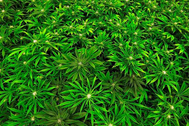 Police raid legal medical marijuana grow-op in Ontario, find 3,000 illegal plants - image