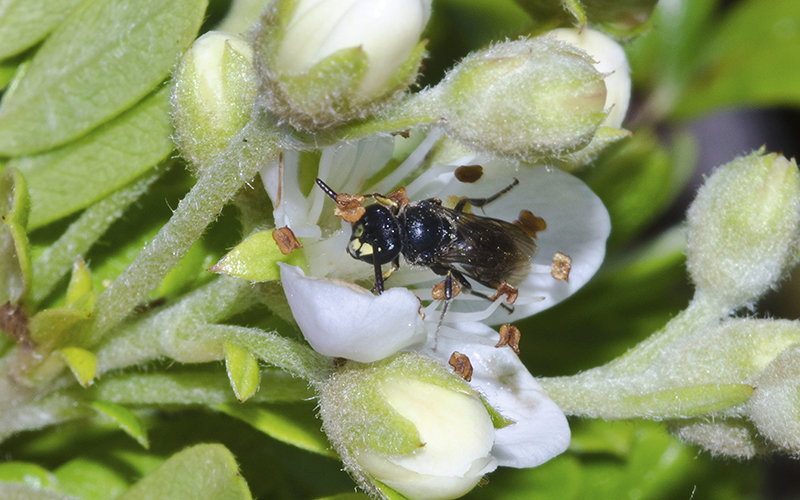 A yellow-faced bee is shown in Hawaii. Federal authorities added seven yellow-faced bee species, for protection under the Endangered Species Act on Friday, Sept. 30, 2016,  a first for any bees in the United States. 