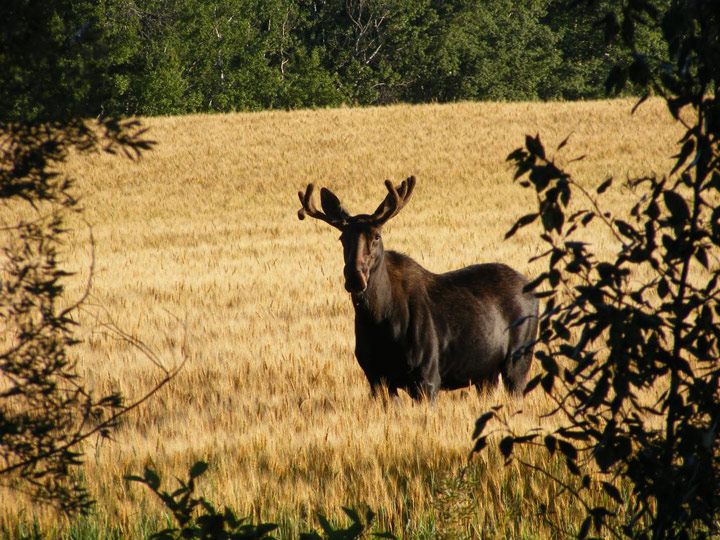 Sept. 7: This Your Saskatchewan photo was snapped near Turtleford in the R.M. of Mervin by Gerald Olson.