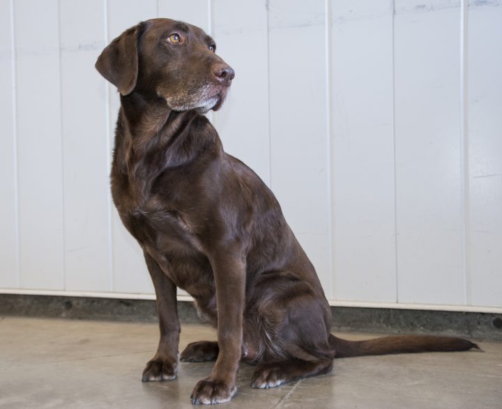 Holly, who has been with the Canada Border Services Agency for more than nine years, officially retired on Aug. 12. 
