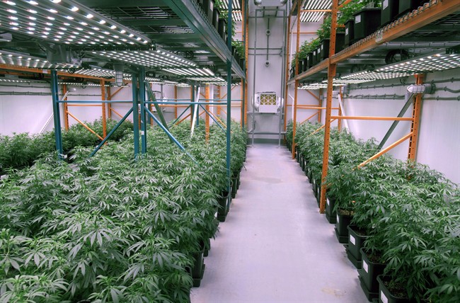 Growing cannabis plants intended for the medical marijuana market are shown at OrganiGram in Moncton, N.B., on April 14, 2016.