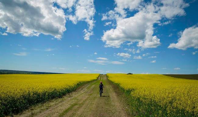 A cyclist passes between two canola fields on an afternoon trail ride near Cremona, Alta., in a July 19, 2016, file photo.