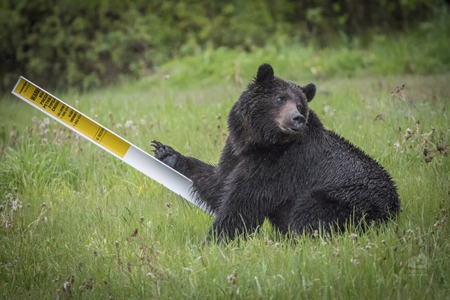 A grizzly bear is shown in a handout photo. A study suggests hungry grizzly bears drawn to bountiful berry crops in southeastern British Columbia are dying in disturbing numbers.