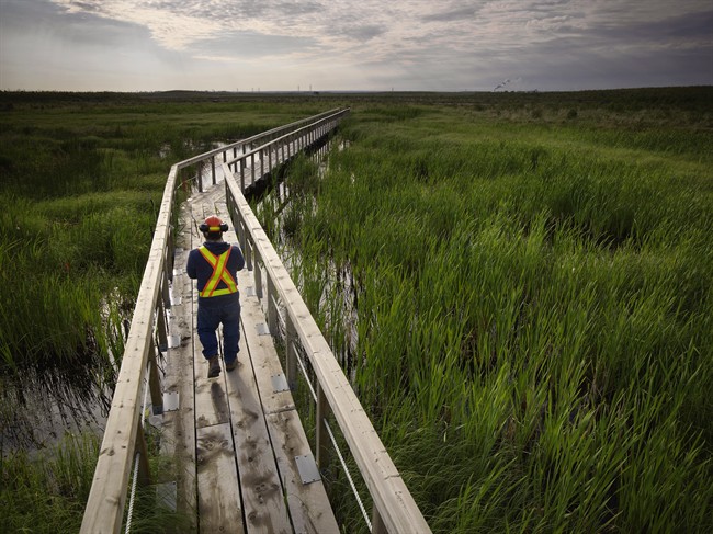 A worker walks on a catwalk over the Sandhills fen on the company's oilsands lease in this undated Syncrude handout image. 