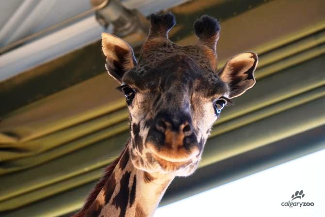The Calgary Zoo's Masai giraffe Emara.