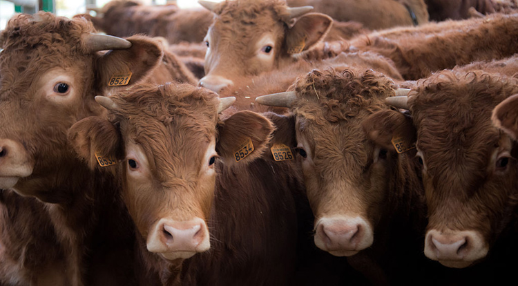A farmer had 35 cows and 28 calves on multiple sections of land between Moosomin and Fairlight go missing.