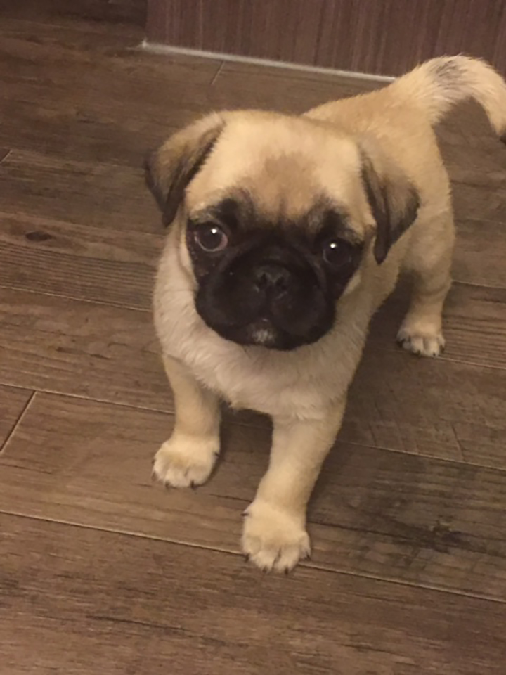 Carmela Gentile’s pug, Puck.