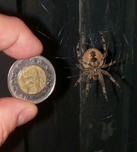 If you’ve noticed one of these large spiders in your yard, or perhaps several of them, you’re not alone.
