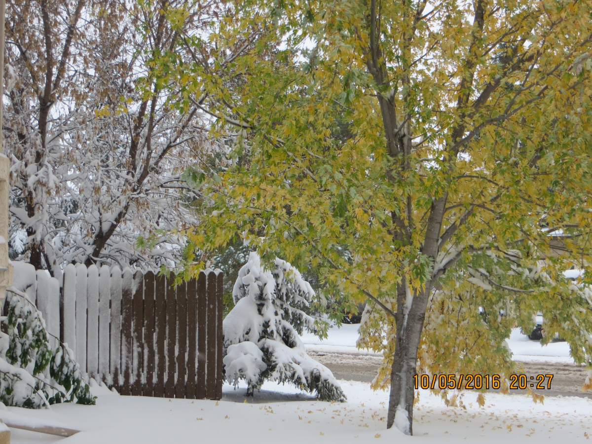Snow in Dalmeny.