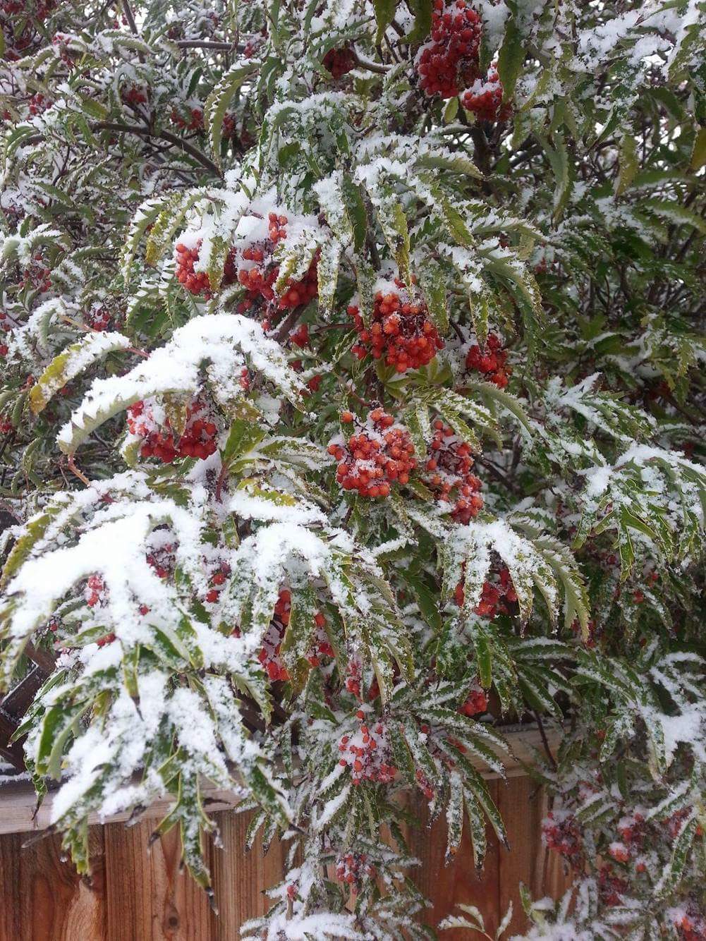 Snow in Saskatoon.