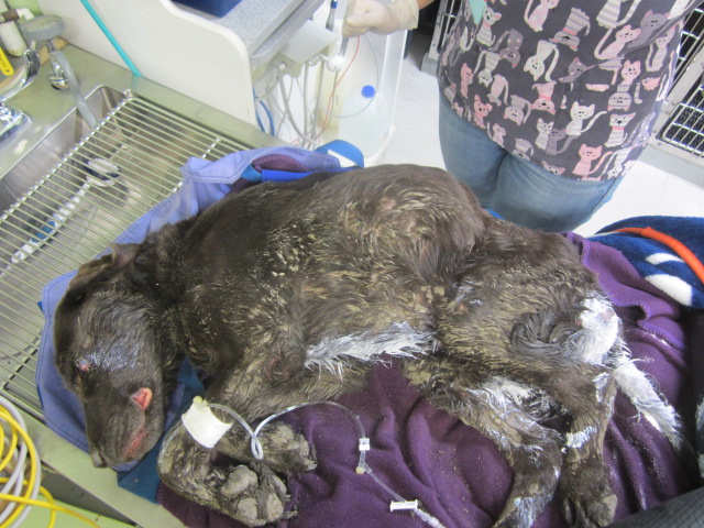 Bruno the Dog: