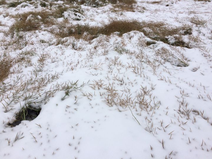Canola crops at Jacqueline Laniuk’s farm in Vegreville have been flattened by the snow.