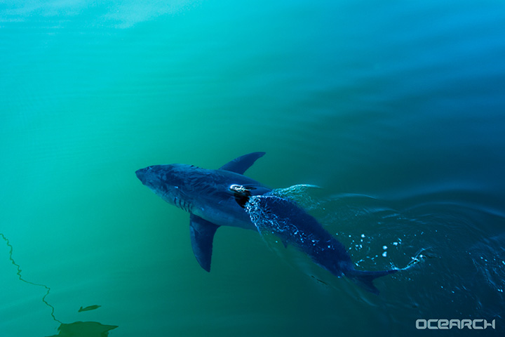 Researchers tracking nearly 750kg great white shark lurking off U.S. east coast - image