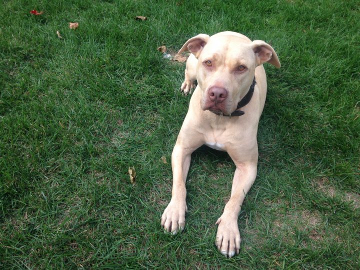 Pitbull ban