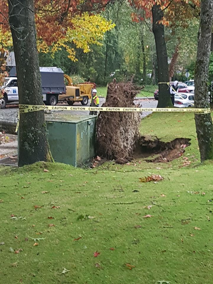A fallen tree in Lynn Valley in North Vancouver during the storm on Saturday, Oct. 15, 2016.