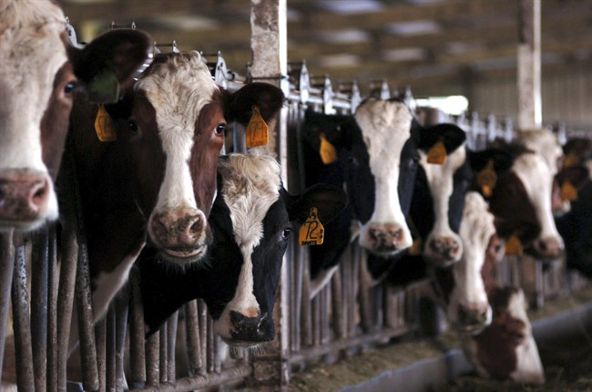file generic cows
