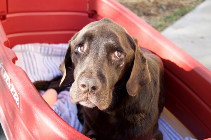 Bruno the Dog