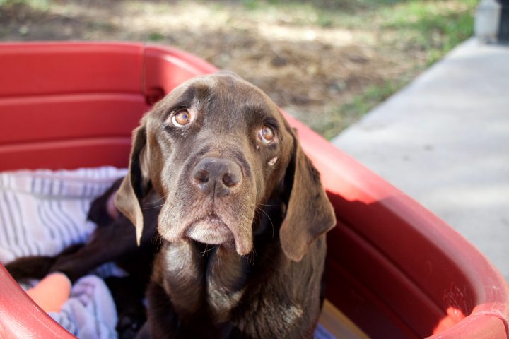 Bruno the Dog