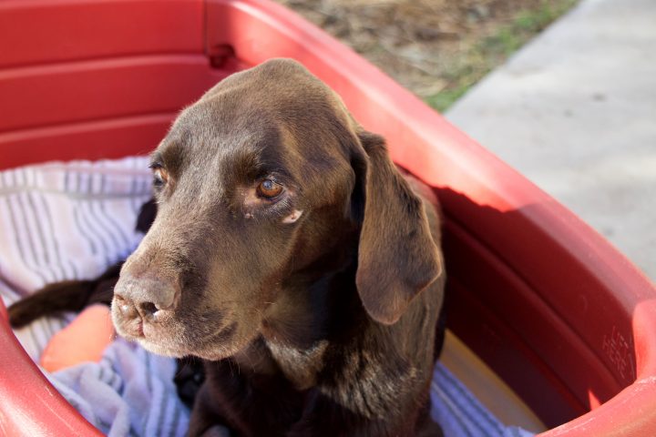 Bruno the Dog