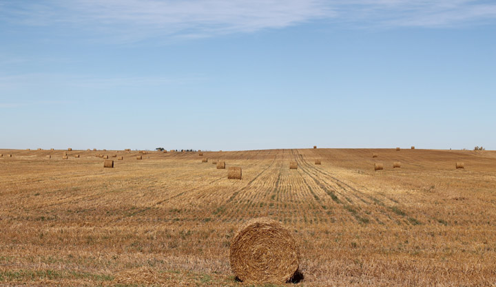 Nov. 2: This Your Saskatchewan photo was taken near Leader by Linda Coates.