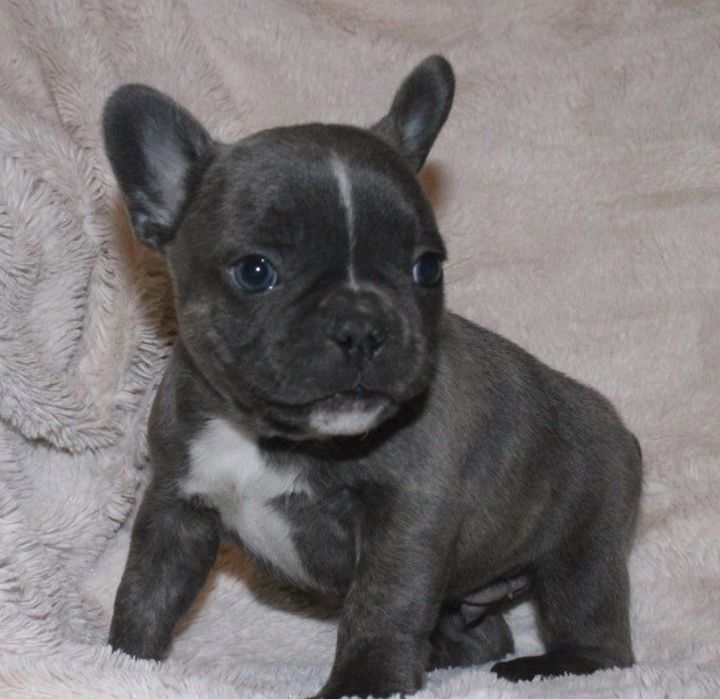A Cochrane breeder said this puppy was stolen from her home Sunday night.
