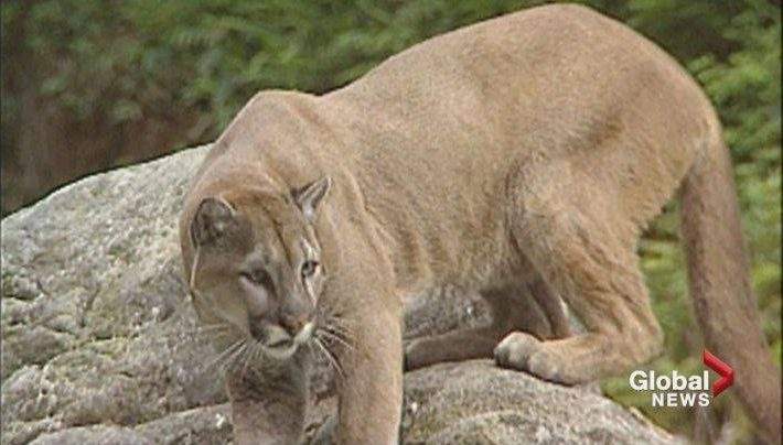 FILE: A cougar is seen in this undated file photo.