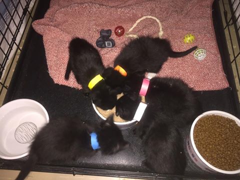 Five kittens that were orphaned by the cat cull in Lorette, Man. according to Craig Street Cats.