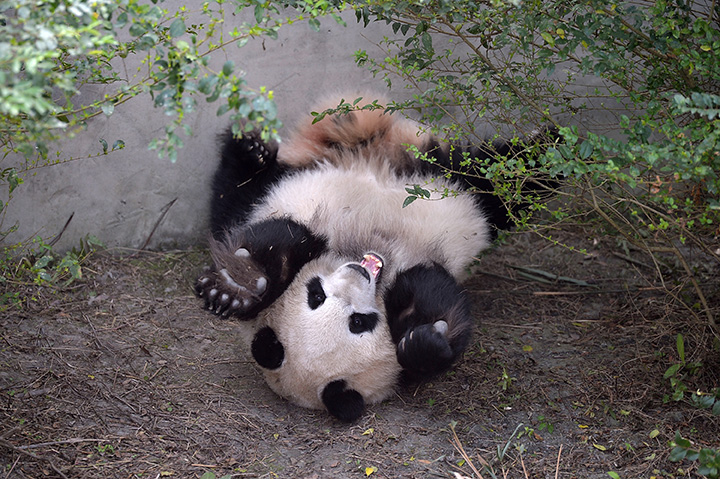 Giant panda Mei Huan lies on the ground at Chengdu Research Base of Giant Panda Breeding on November 16, 2016 in Chengdu, Sichuan Province of China. 