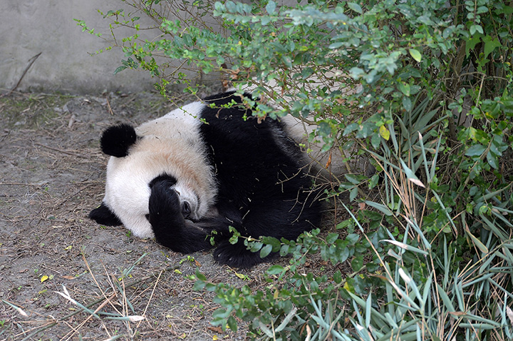 Giant panda Mei Lun sleeps at Chengdu Research Base of Giant Panda Breeding on November 16, 2016 in Chengdu, Sichuan Province of China.