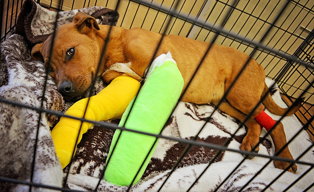Panzer, a four-month-old puppy found seriously injured in rural Alberta on Oct. 28, 2016.