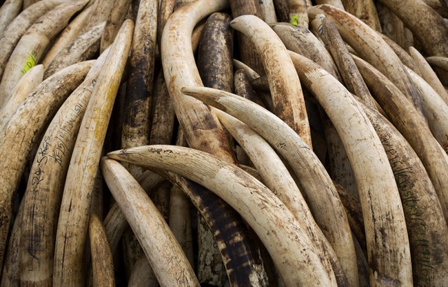 Cesar "Ernie" Gutierrez, a famous custom pool-cue maker, was sentenced Monday, Nov. 7, 2016, to two years of probation for his role in trying to help export protected African elephant ivory to Taiwan.