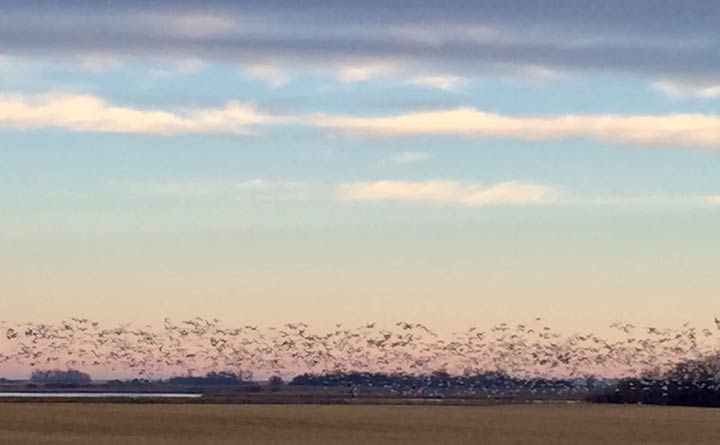 Nov. 6: This Your Saskatchewan photo was taken by Michael Holmes in Aberdeen.