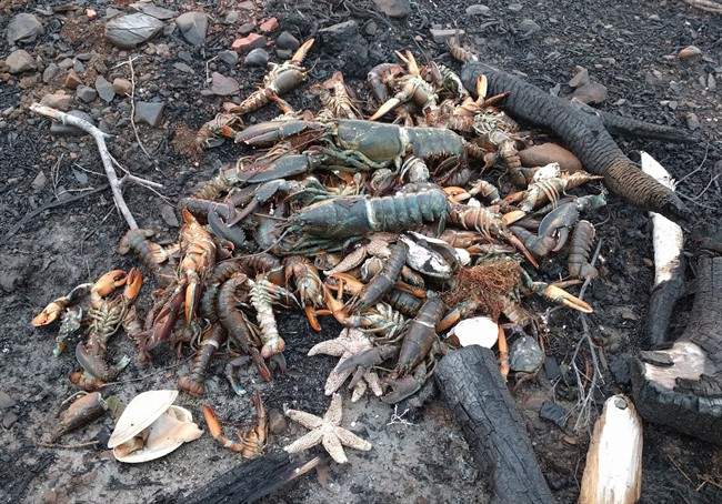 Dead sea creatures are shown washed ashore in Savary Provincial Park near Digby, N.S. on Monday Dec. 26, 2016 in this image provided by Eric Hewey. A retired scientist says photos showing lobsters, starfish and clams washed ashore in western Nova Scotia could be linked to tens of thousands of herring in St. Mary's Bay.