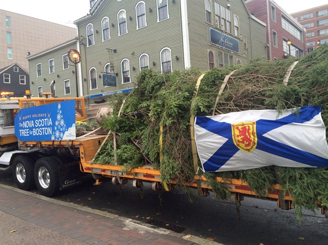 A transport truck heads from downtown Halifax with a Christmas tree bound for Boston on Wednesday, Nov. 16, 2016.