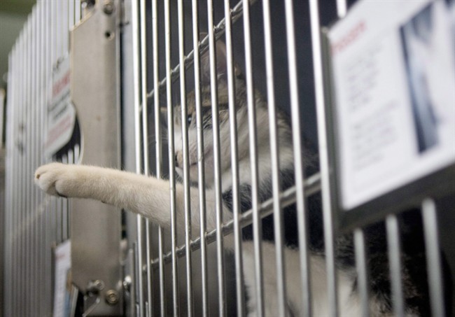 The Ontario Society for Prevention of Cruelty to Animals says animal welfare groups in Kenora, Ont., took 50 cats from a shelter in the northern city and drove them to Wawa, Ont., where they were met by a team from the Welland and District Humane Society.